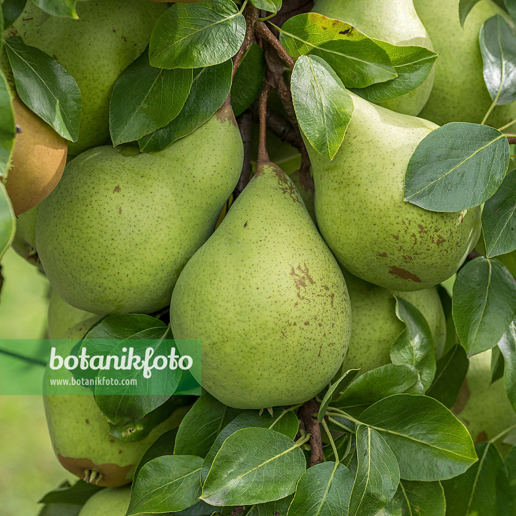 616110 - Kulturbirne (Pyrus communis 'Six' Butterbirne')
