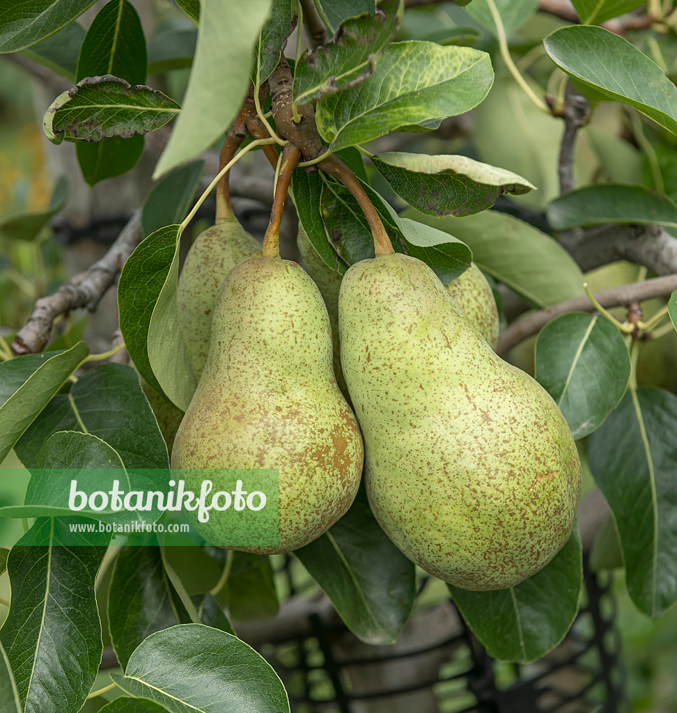 664357 - Kulturbirne (Pyrus communis 'Triomphe de Vienne')