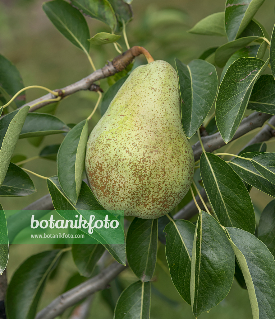 664358 - Kulturbirne (Pyrus communis 'Triomphe de Vienne')