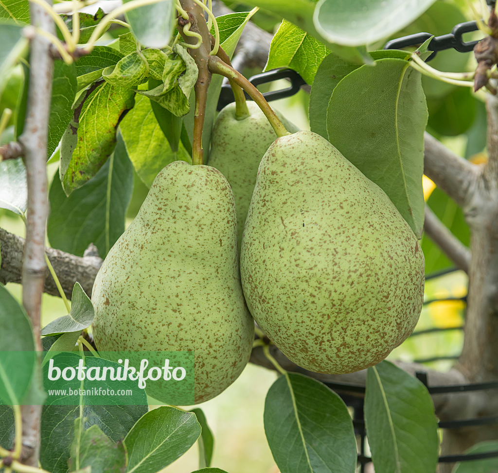 664359 - Kulturbirne (Pyrus communis 'Triomphe de Vienne')