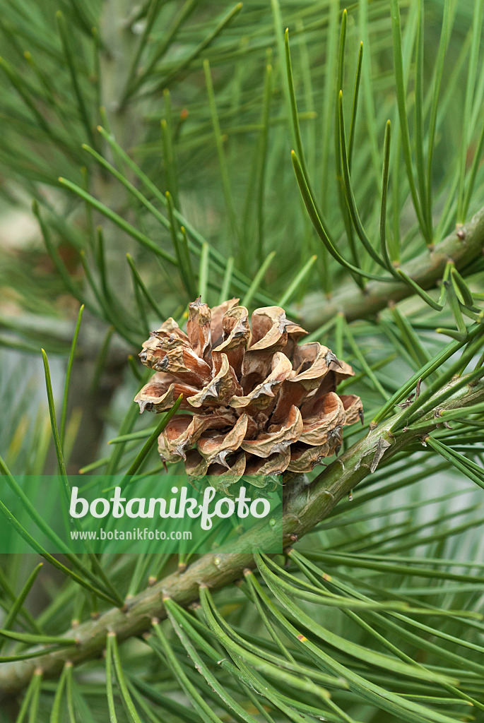 517265 - Lacebark pine (Pinus bungeana)