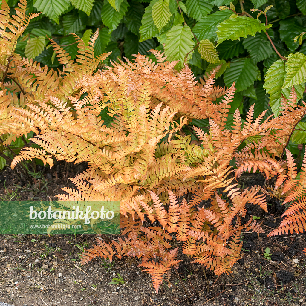 664121 - Lacy autumn fern (Dryopteris erythrosora)