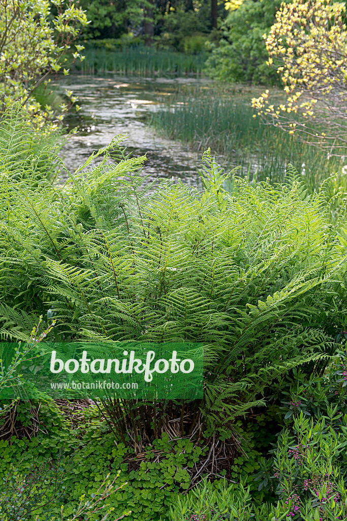 651095 - Lady fern (Athyrium filix-femina)