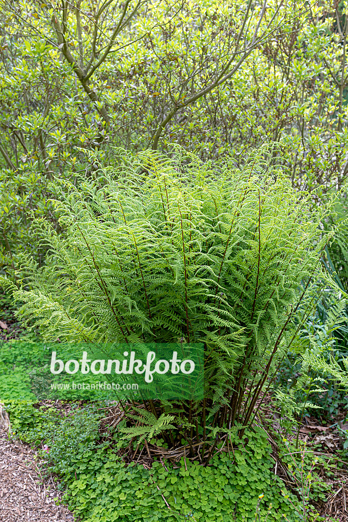 651096 - Lady fern (Athyrium filix-femina)