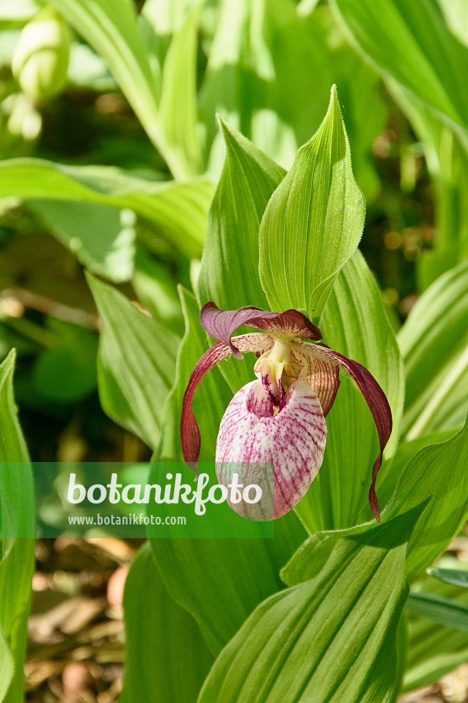 556060 - Lady's slipper orchid (Cypripedium Barbarossa)
