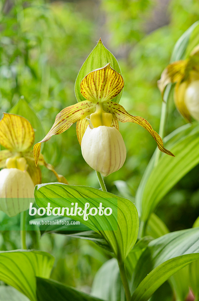 521060 - Lady's slipper orchid (Cypripedium Kentucky Maxi)