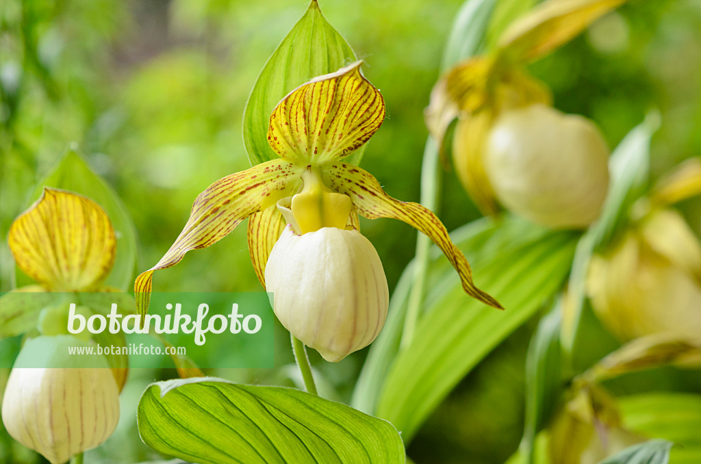 521061 - Lady's slipper orchid (Cypripedium Kentucky Maxi)