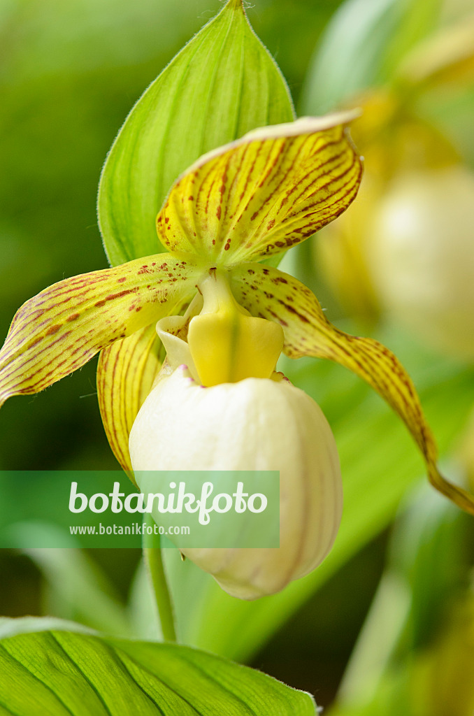 521062 - Lady's slipper orchid (Cypripedium Kentucky Maxi)