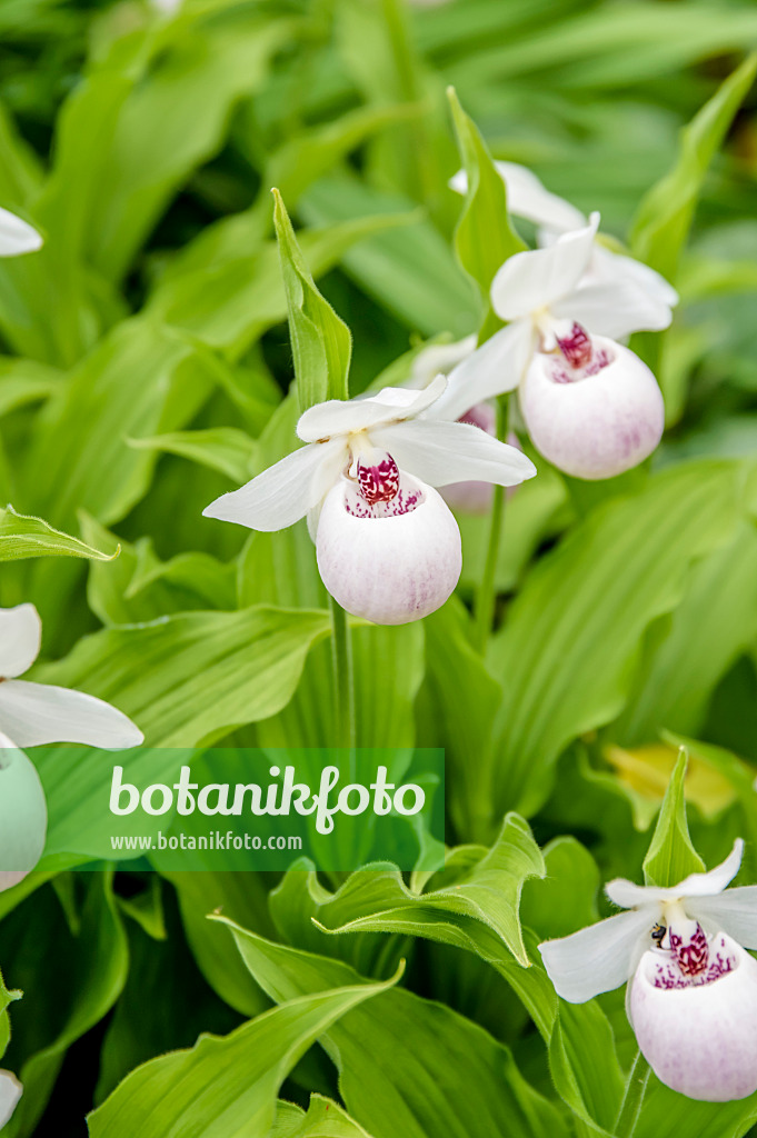 593067 - Lady's slipper orchid (Cypripedium Ulla Silkens)