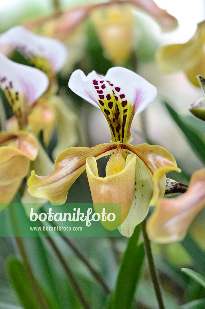 529159 - Lady's slipper orchid (Paphiopedilum gratrixianum)