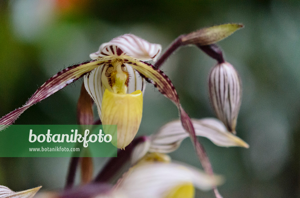 529160 - Lady's slipper orchid (Paphiopedilum philippinense var. roebelenii)