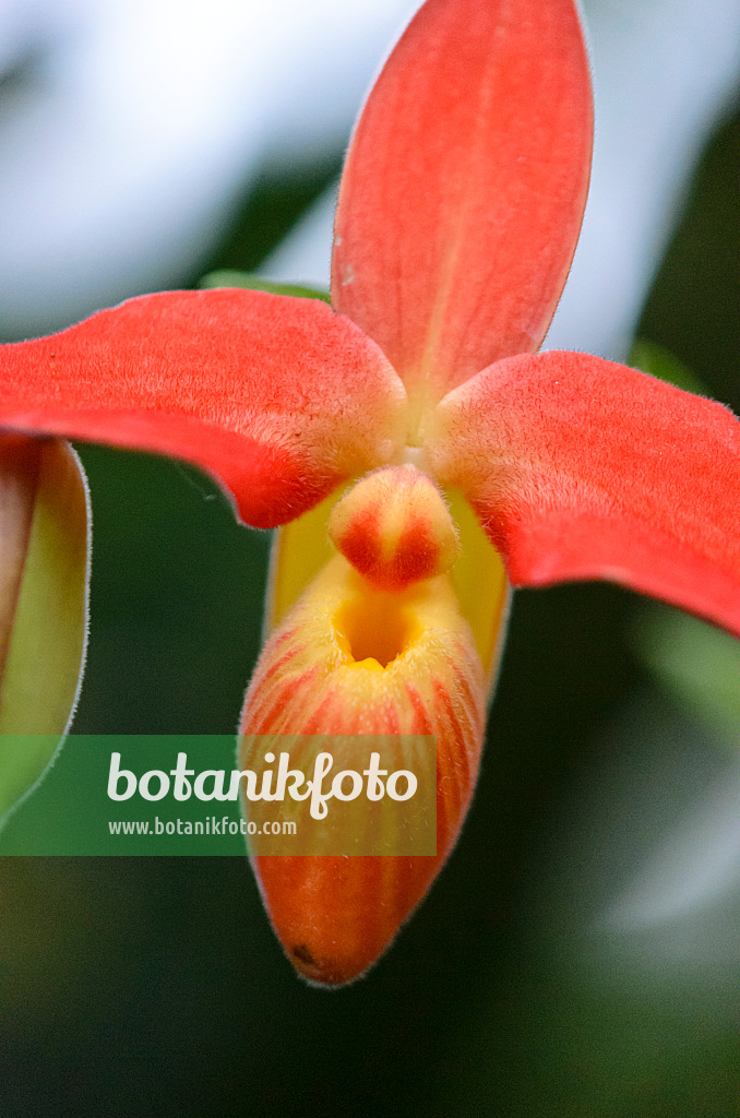 529162 - Lady's slipper orchid (Phragmipedium besseae var. dalessandroi)