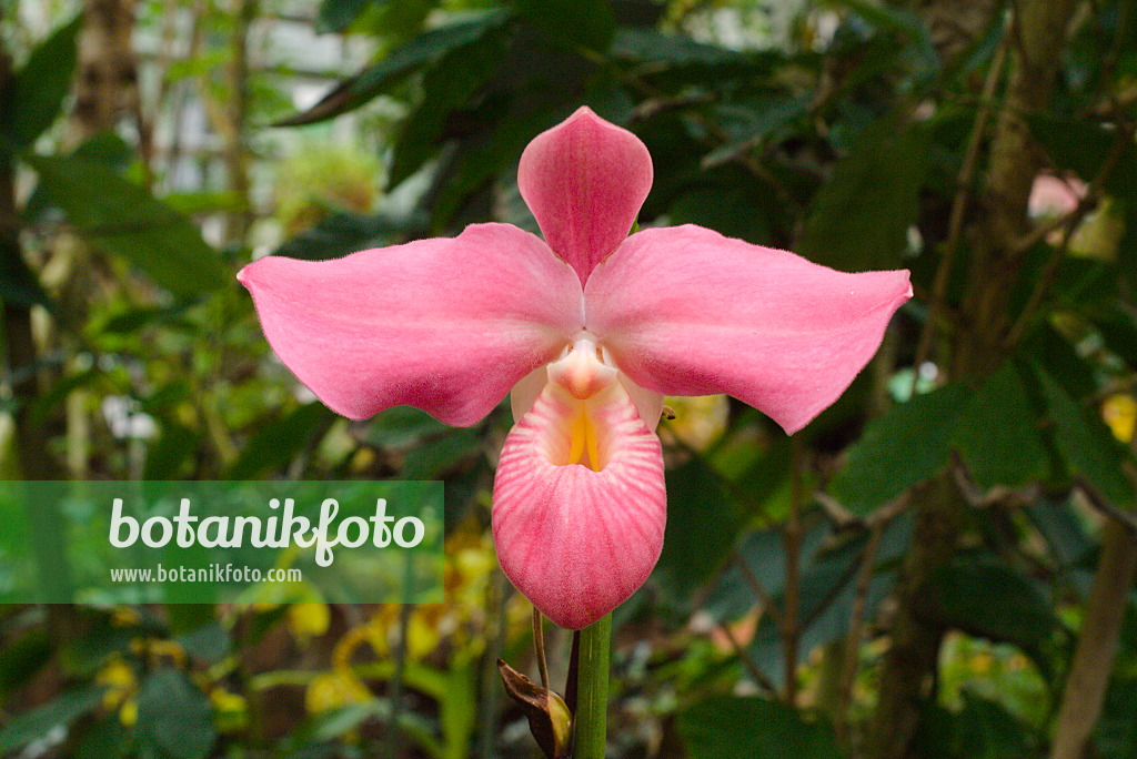 672022 - Lady's slipper orchid (Phragmipedium Fritz Schomburg syn. Phragmipedium besseae var. dalessandroi)