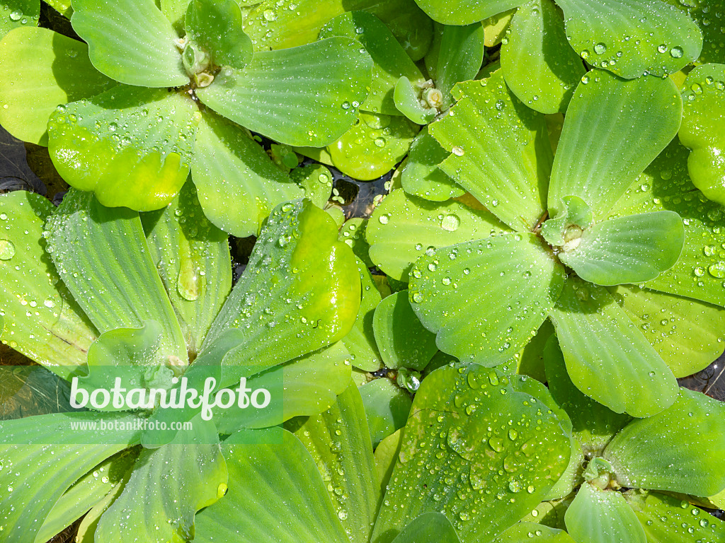 434431 - Laitue d'eau (Pistia stratiotes)