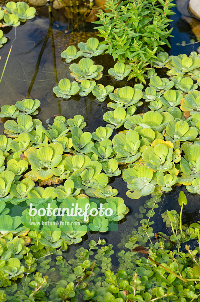 548036 - Laitue d'eau (Pistia stratiotes)