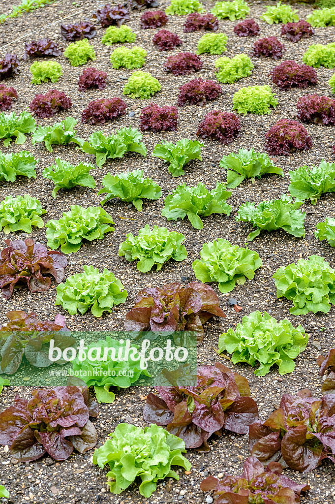 593111 - Laitue (Lactuca sativa)