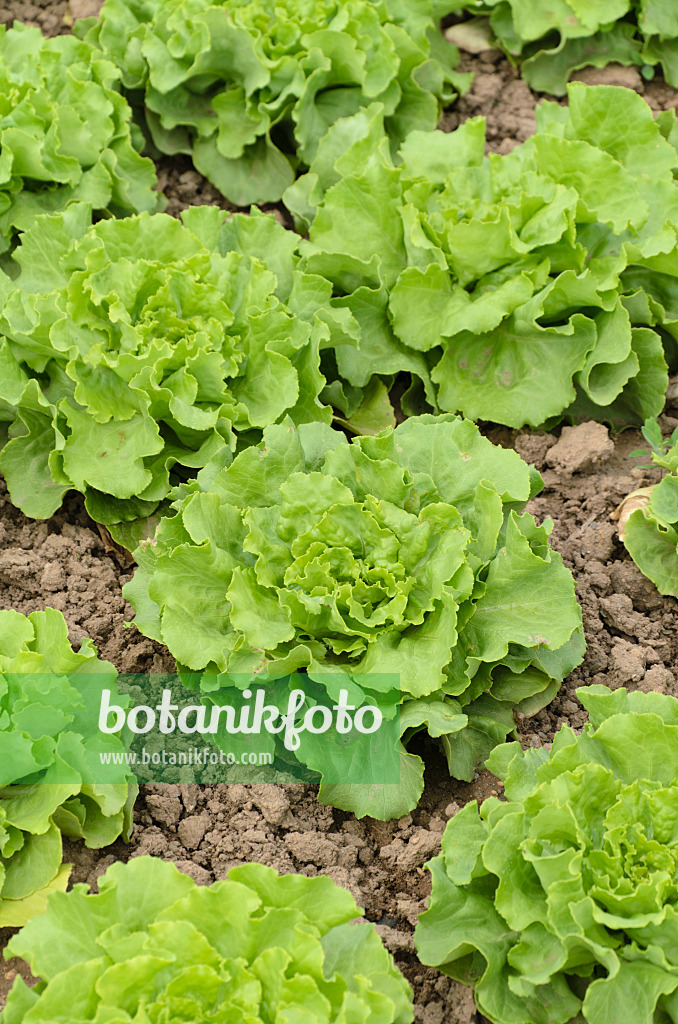 497075 - Laitue pommée (Lactuca sativa var. capitata 'Torpedo')