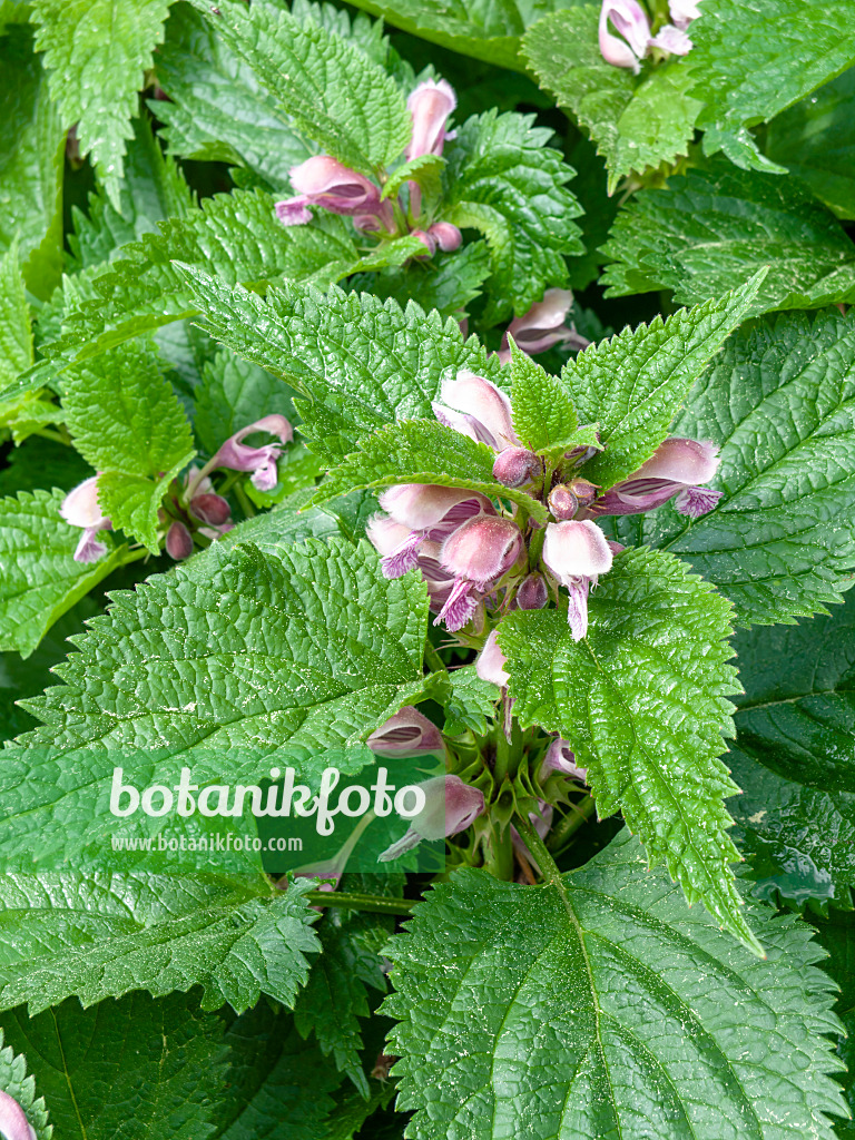 437296 - Lamier à grandes feuilles (Lamium orvala)