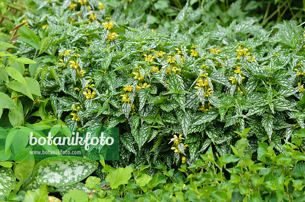 533488 - Lamier jaune (Lamium galeobdolon 'Hermann's Pride' syn. Lamiastrum galeobdolon 'Hermann's Pride')