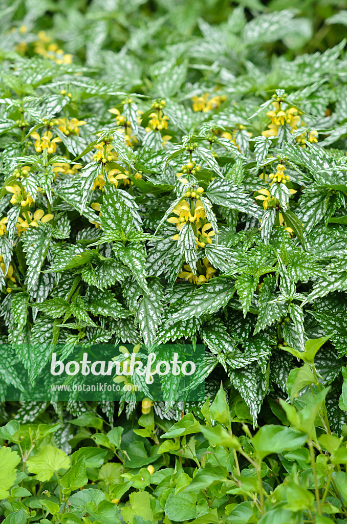 533489 - Lamier jaune (Lamium galeobdolon 'Hermann's Pride' syn. Lamiastrum galeobdolon 'Hermann's Pride')