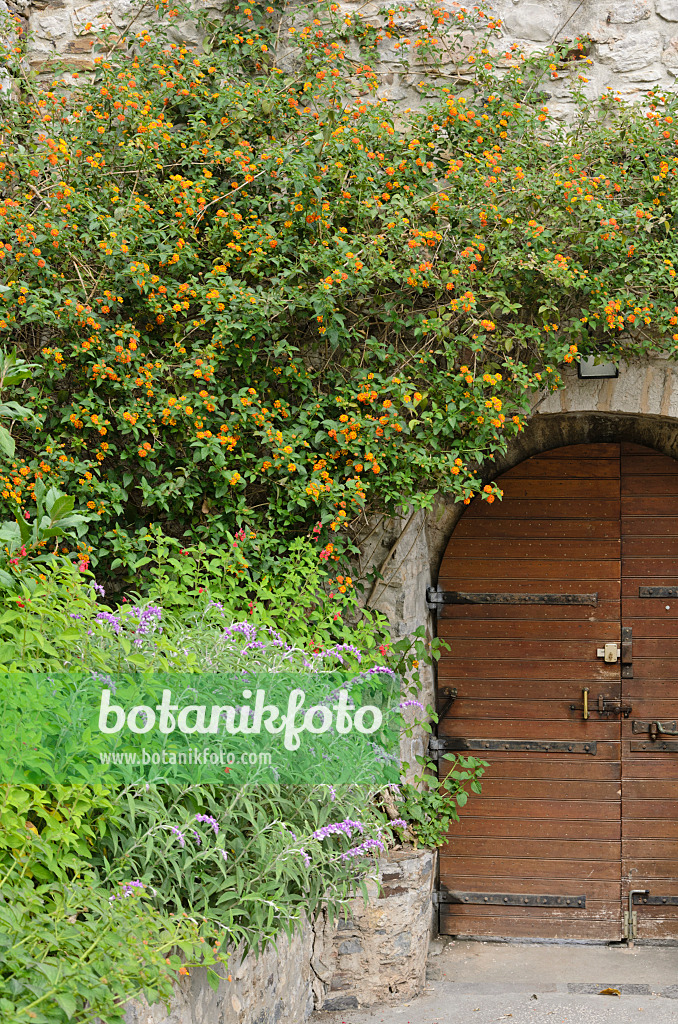 533115 - Lantana in a stone wall