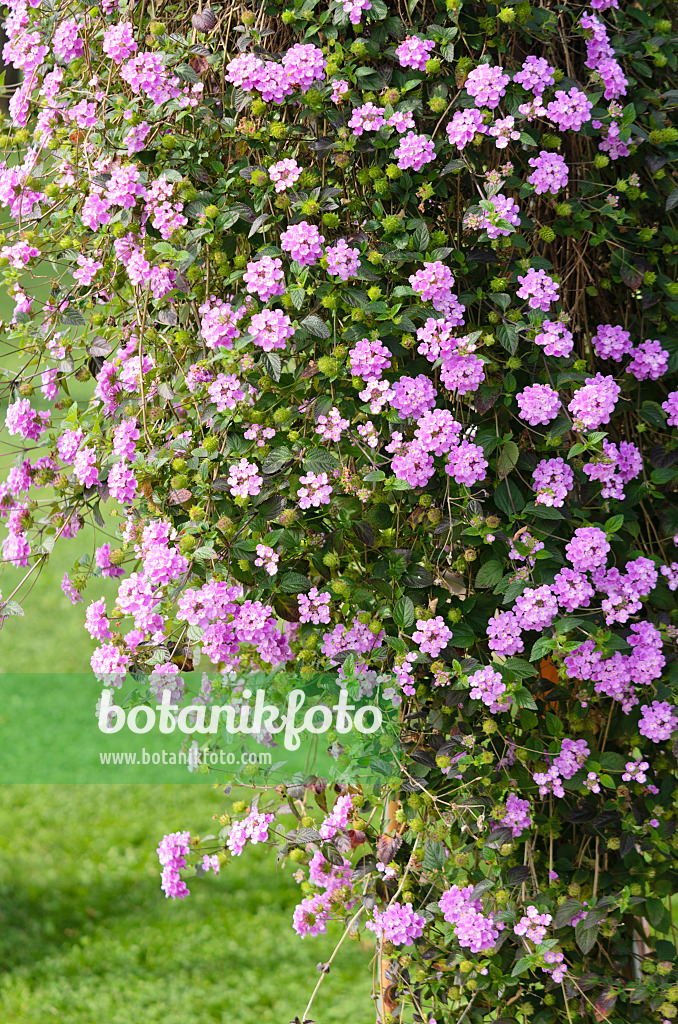 536108 - Lantanier (Lantana montevidensis)