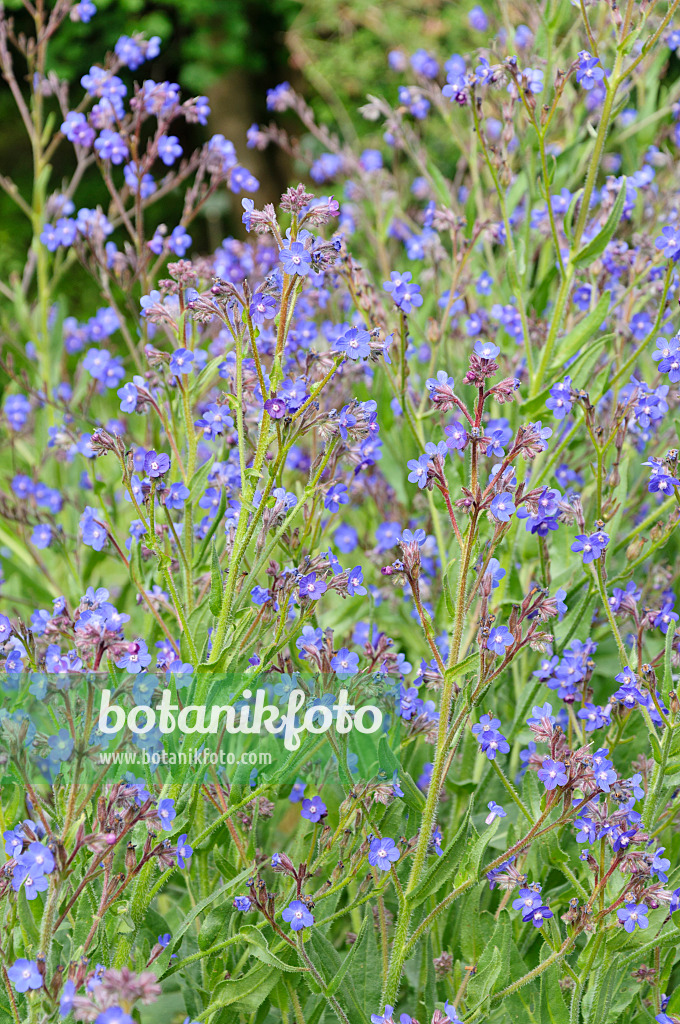 485077 - Large blue alkanet (Anchusa azurea)