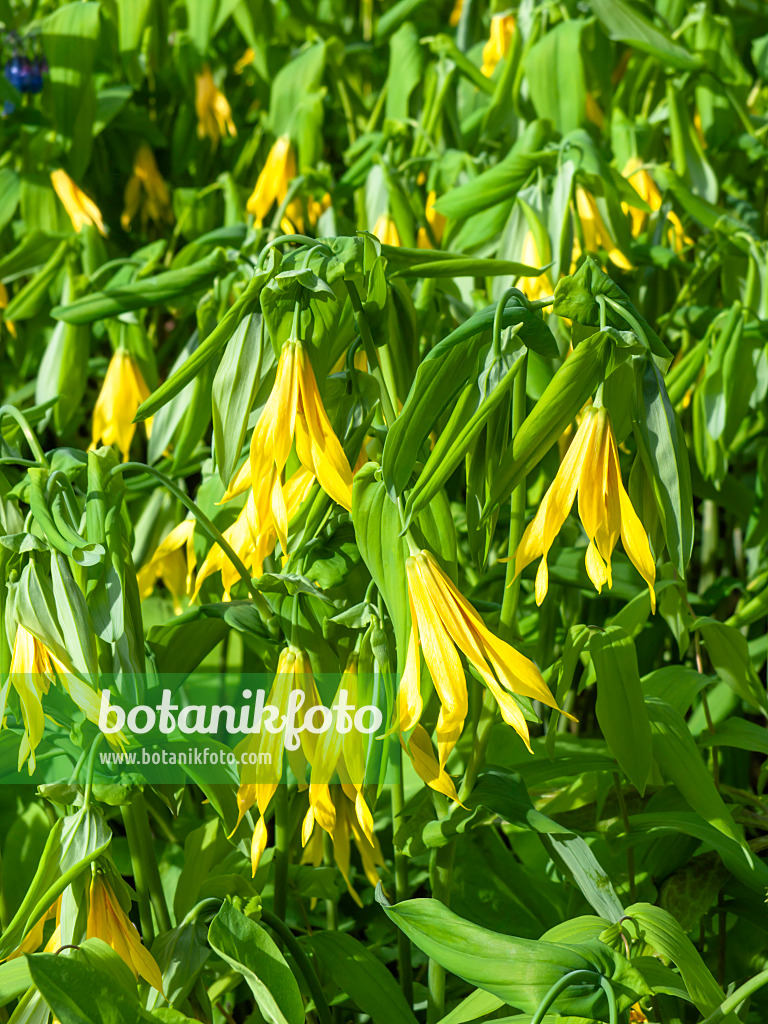 436268 - Large-flowered bellwort (Uvularia grandiflora)
