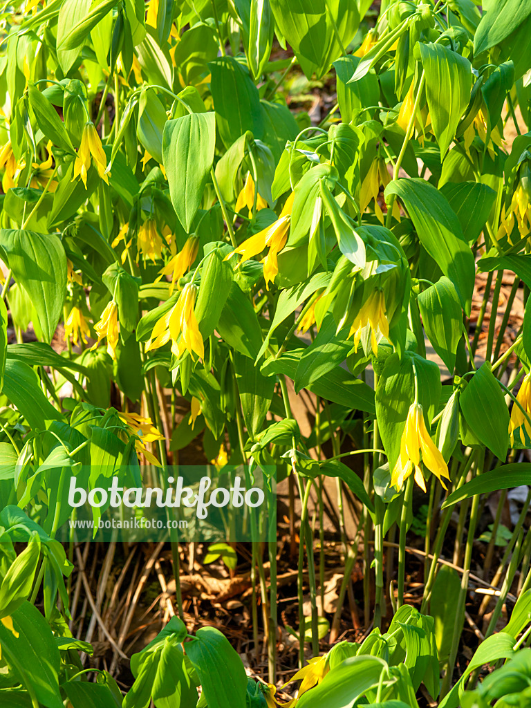 437174 - Large-flowered bellwort (Uvularia grandiflora)