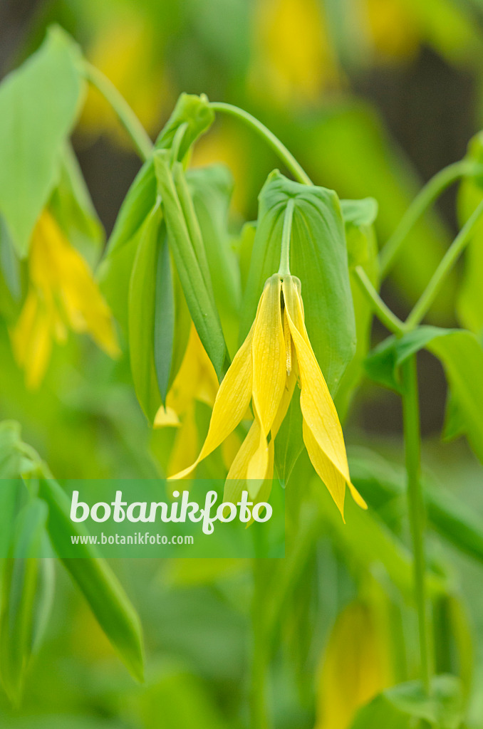 520032 - Large-flowered bellwort (Uvularia grandiflora)