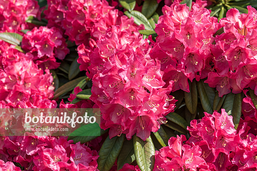 638224 - Large-flowered rhododendron hybrid (Rhododendron Berliner Liebe)
