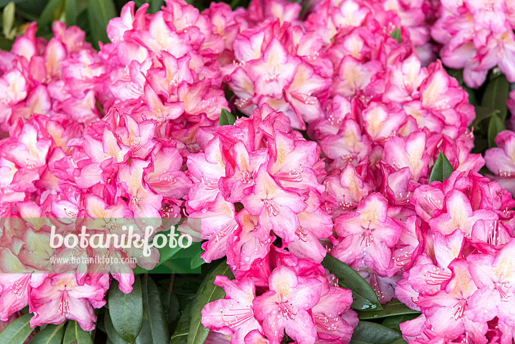 638230 - Large-flowered rhododendron hybrid (Rhododendron Cuyabeno)