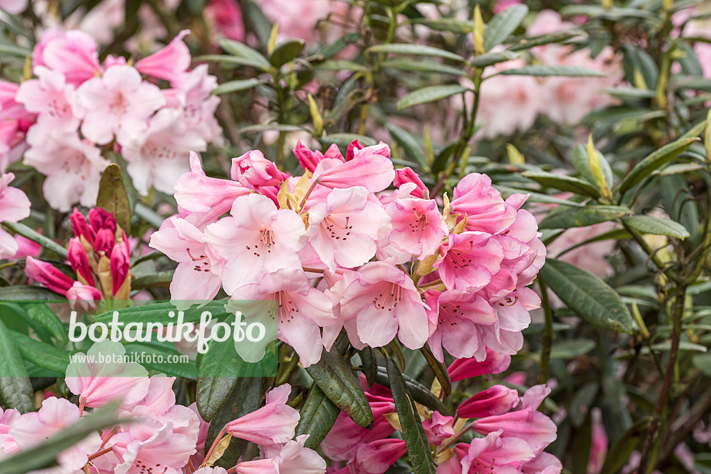 638231 - Large-flowered rhododendron hybrid (Rhododendron Dear Barbara)