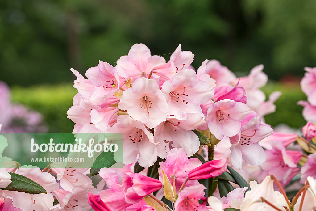 638232 - Large-flowered rhododendron hybrid (Rhododendron Dear Barbara)