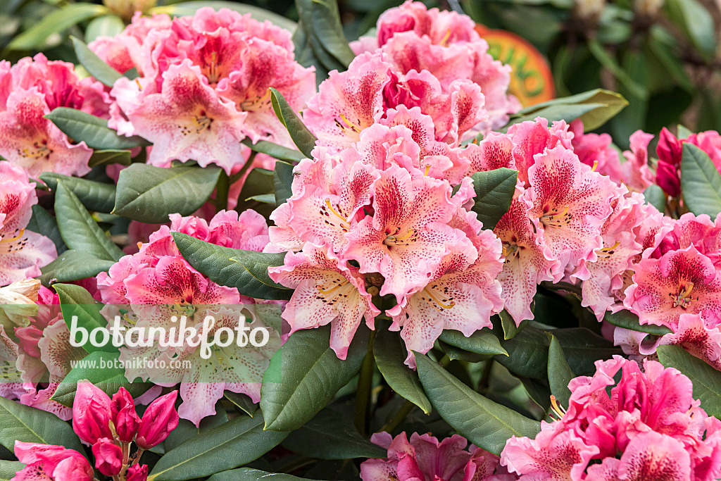 638233 - Large-flowered rhododendron hybrid (Rhododendron Djingistan)