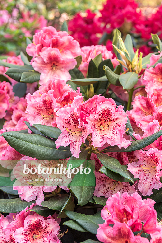 638234 - Large-flowered rhododendron hybrid (Rhododendron Djingistan)