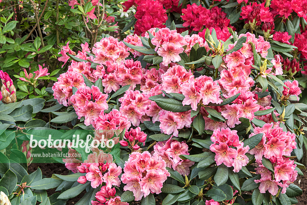 638235 - Large-flowered rhododendron hybrid (Rhododendron Djingistan)