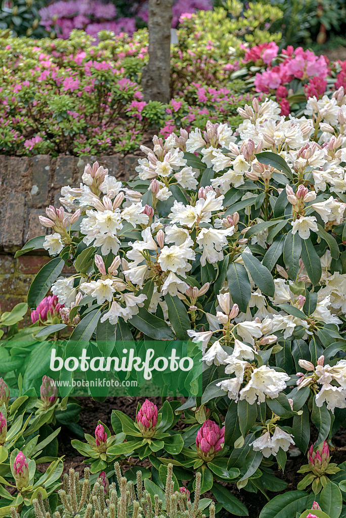 547269 - Large-flowered rhododendron hybrid (Rhododendron Dufthecke)