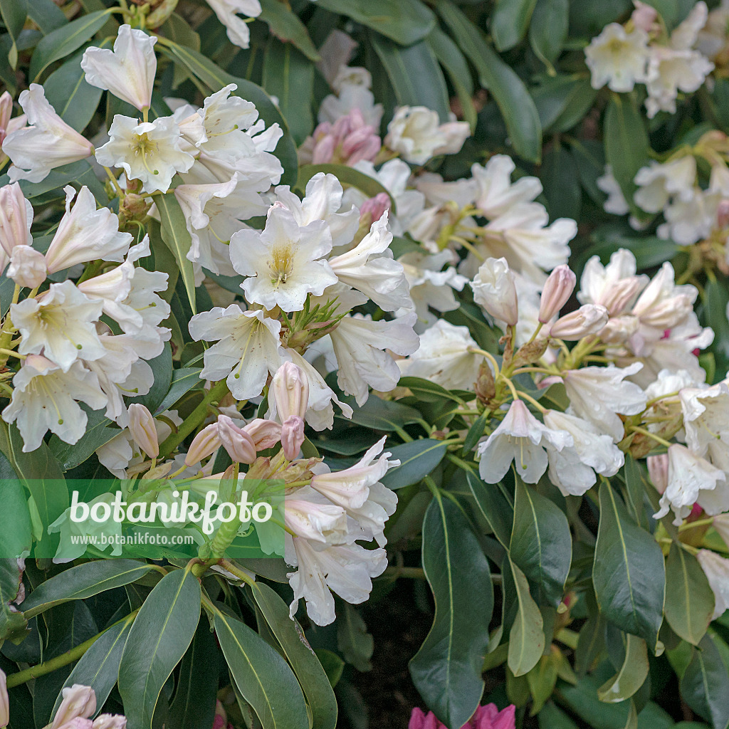 547270 - Large-flowered rhododendron hybrid (Rhododendron Dufthecke)