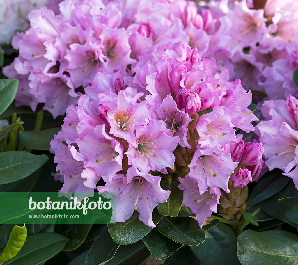 664378 - Large-flowered rhododendron hybrid (Rhododendron Dufthecke)