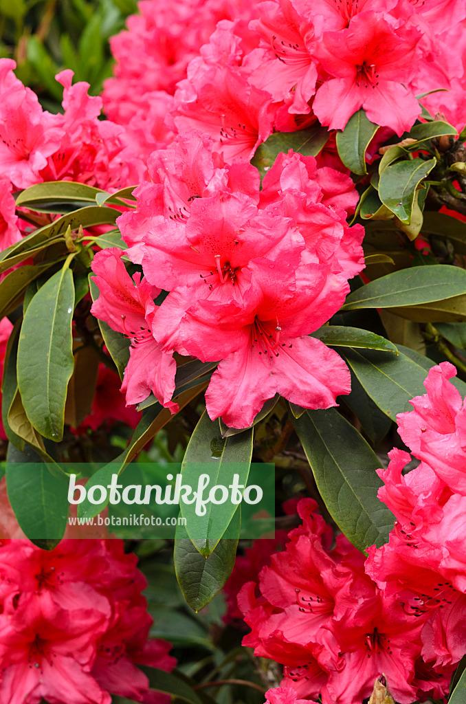 520388 - Large-flowered rhododendron hybrid (Rhododendron Earl of Donoughmore)