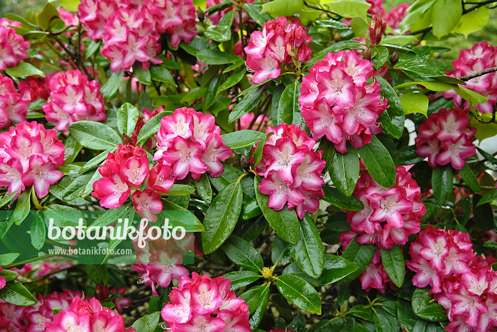 454068 - Large-flowered rhododendron hybrid (Rhododendron Eruption)