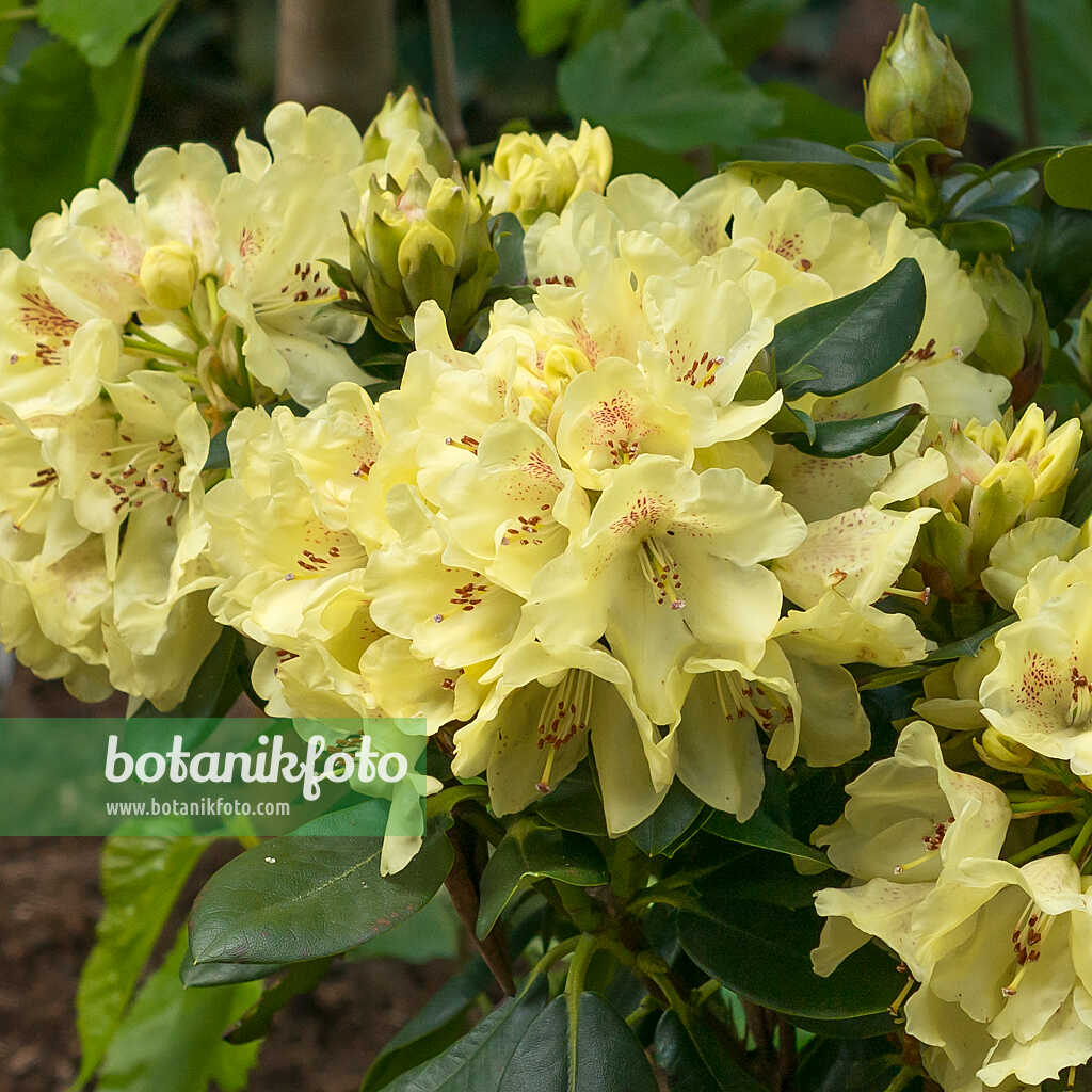 675338 - Large-flowered rhododendron hybrid (Rhododendron Goldkrone)