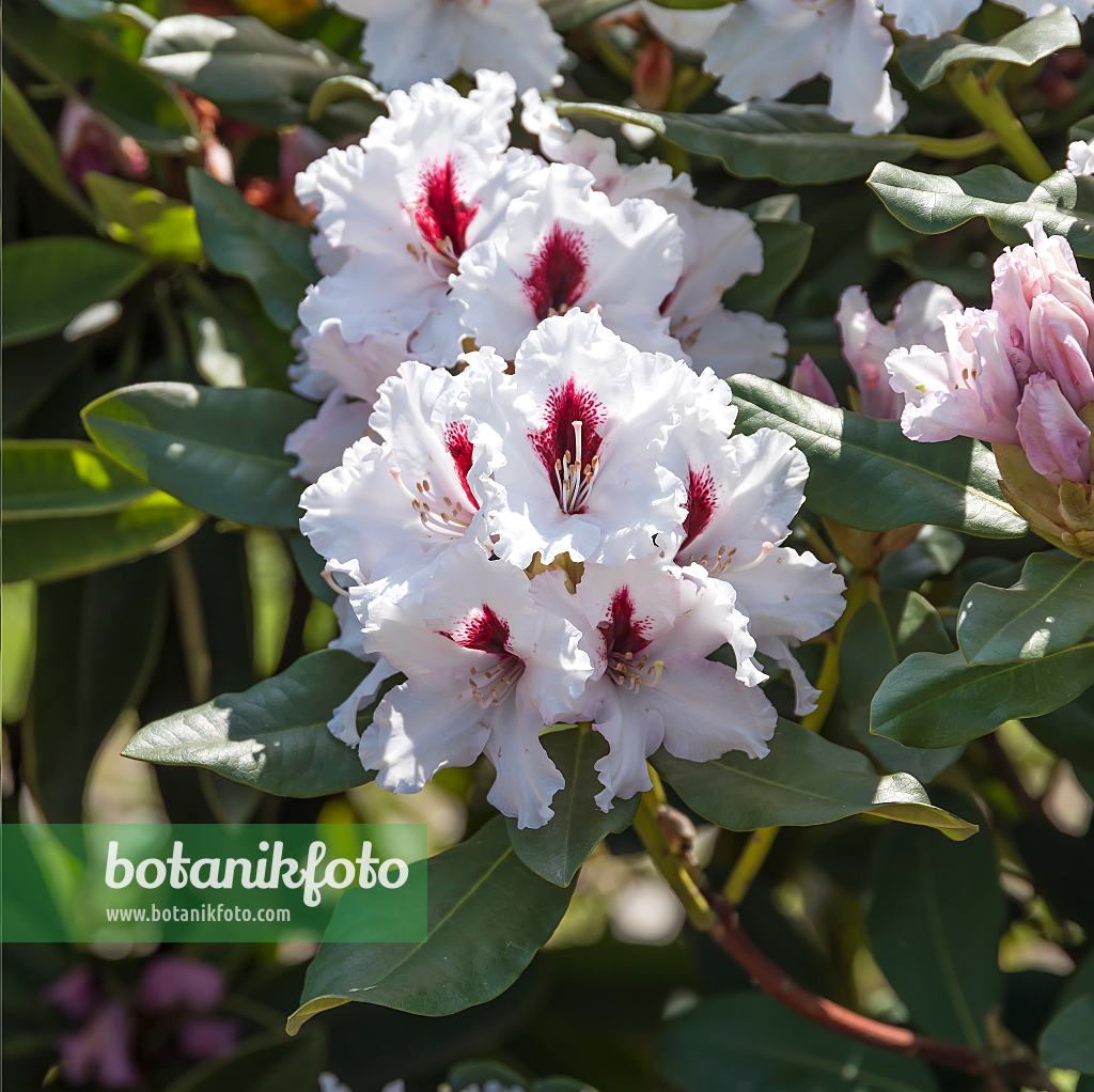 664379 - Large-flowered rhododendron hybrid (Rhododendron Hachmanns Picobello)