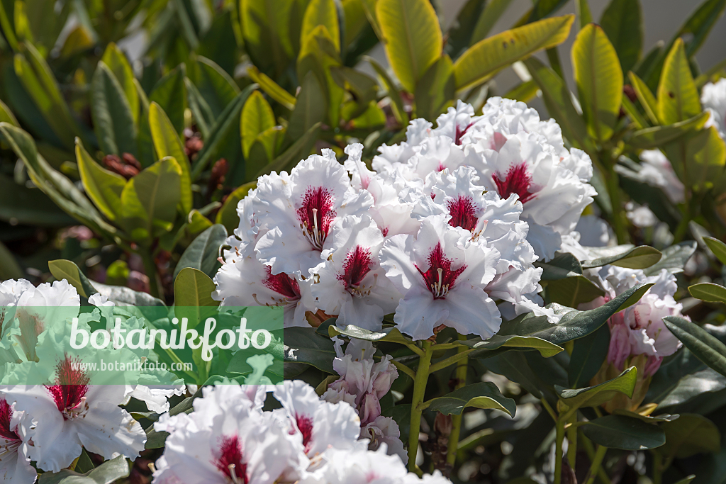 664380 - Large-flowered rhododendron hybrid (Rhododendron Hachmanns Picobello)