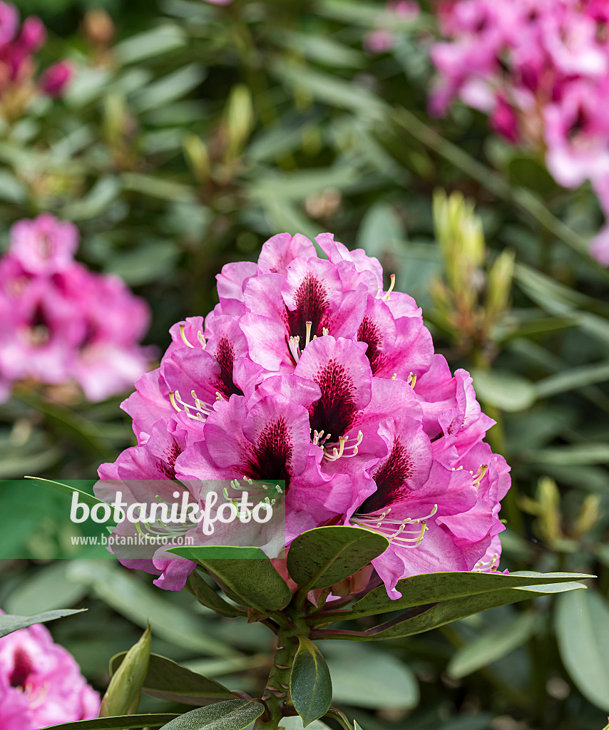 651471 - Large-flowered rhododendron hybrid (Rhododendron Kokardia)