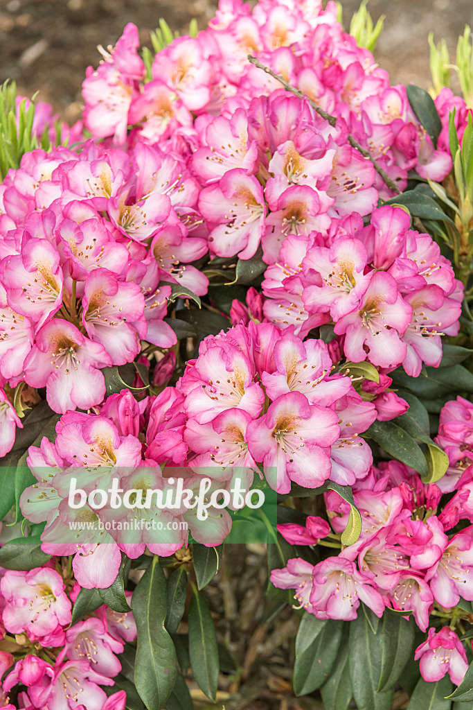 638253 - Large-flowered rhododendron hybrid (Rhododendron Kurfürstin Sophie)