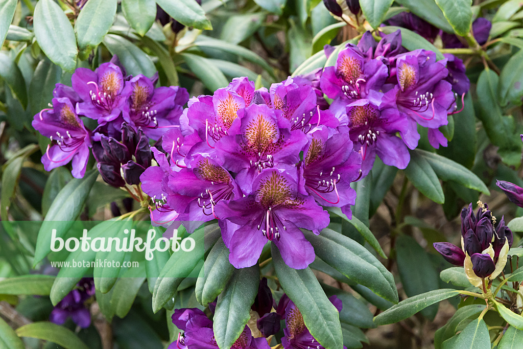 638258 - Large-flowered rhododendron hybrid (Rhododendron Marcel Menard)