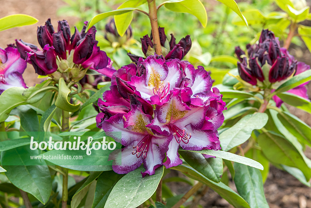 638259 - Large-flowered rhododendron hybrid (Rhododendron Midnight Magic)