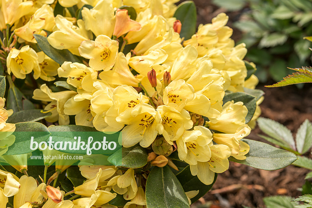 638260 - Large-flowered rhododendron hybrid (Rhododendron Moon Fire)